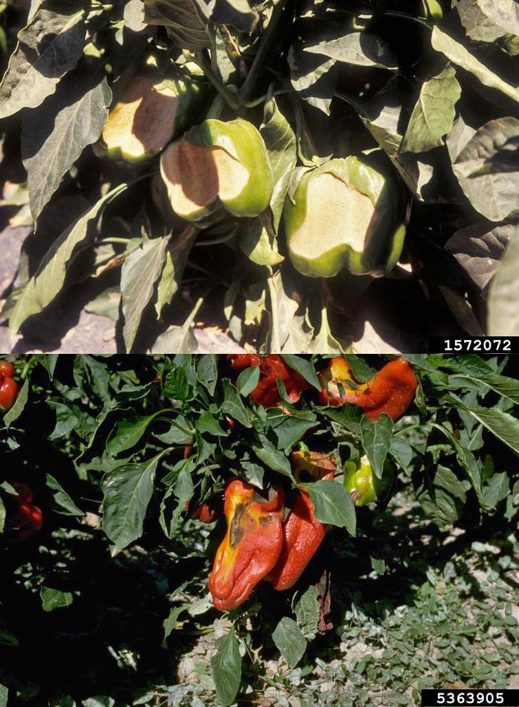 (Top) It is easy to diagnose pepper sunscald soon after it happens, the affected areas are smooth to the touch and pale. (Bottom) As time passes, things look more alarming. Opportunistic bacteria have caused the tan areas to turn black and infected previously healthy tissue. 